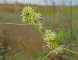 Echinocystis lobata. Верхушка побега с соцветиями. Ульяновская обл., Новомалыклинский р-н, окр. пос. Елховый Куст, пойма р. Бол. Авраль, песчаные наносы. 31.07.2022.