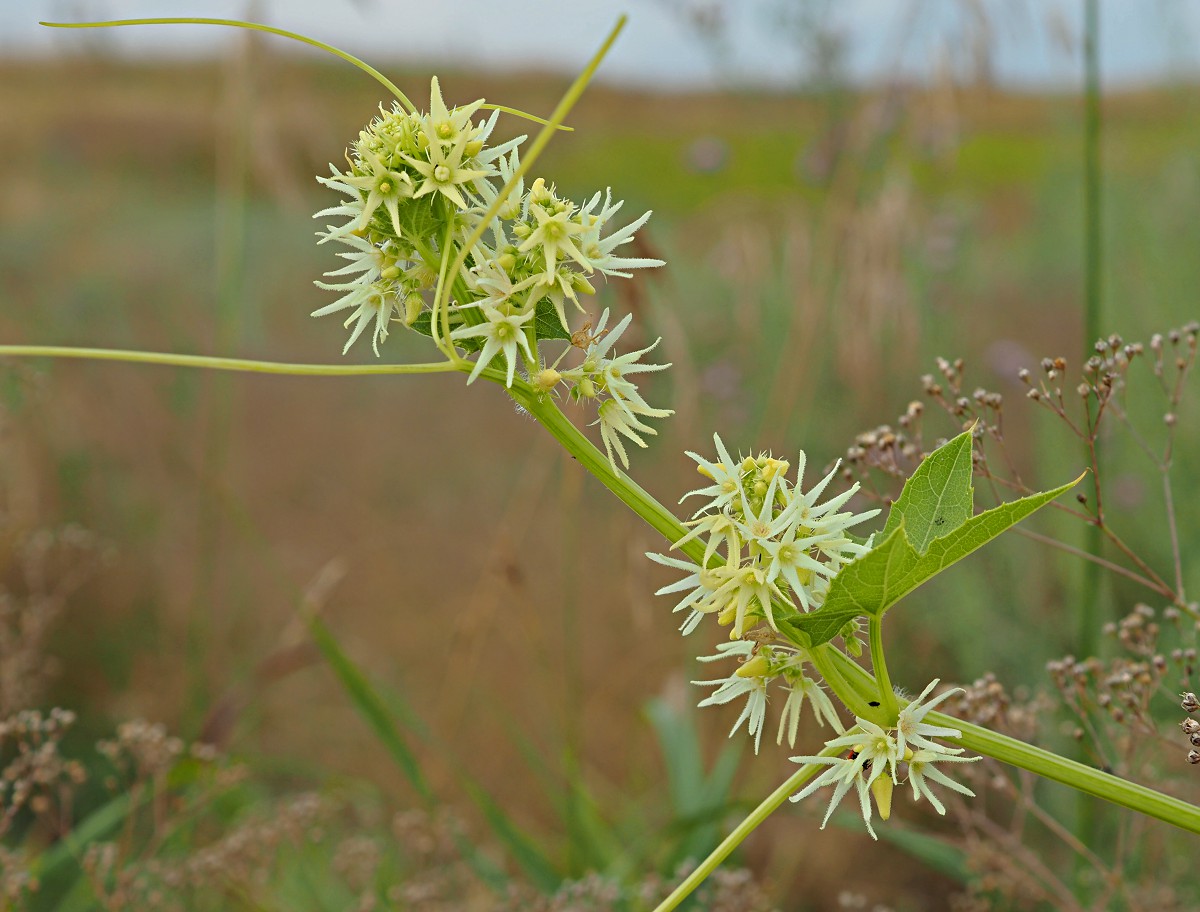 Изображение особи Echinocystis lobata.