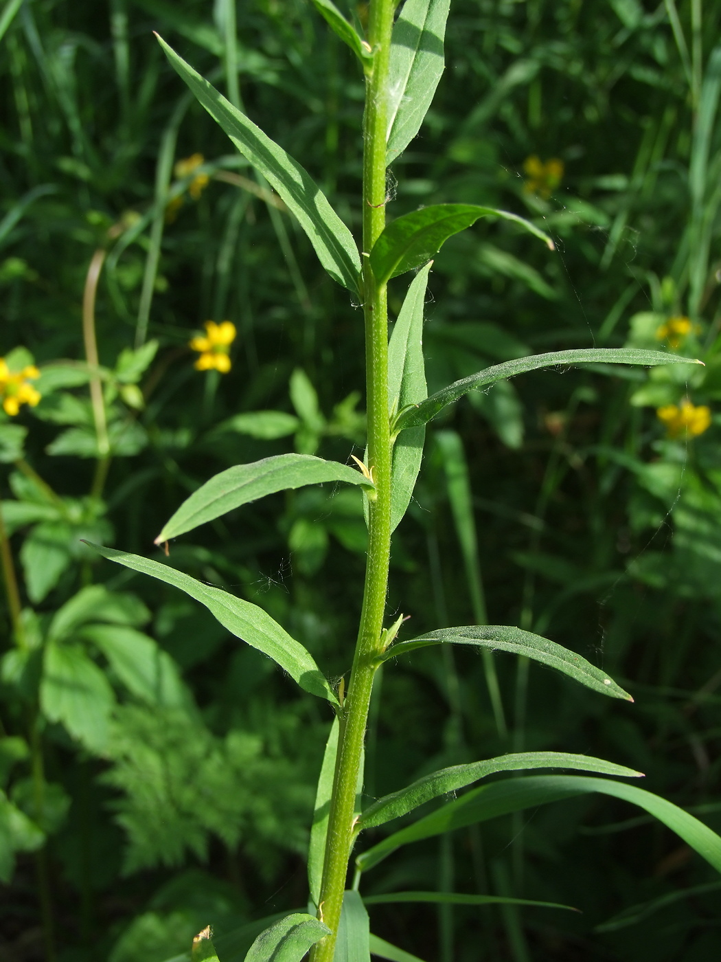 Изображение особи Erysimum cheiranthoides.