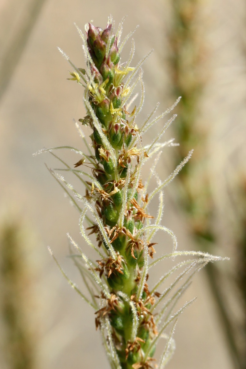 Image of Plantago maritima specimen.