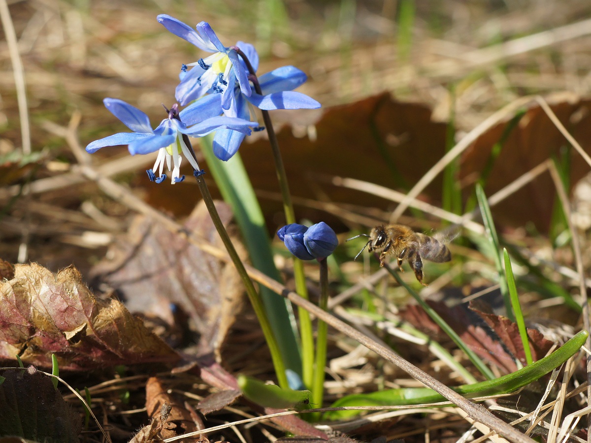 Изображение особи Scilla siberica.