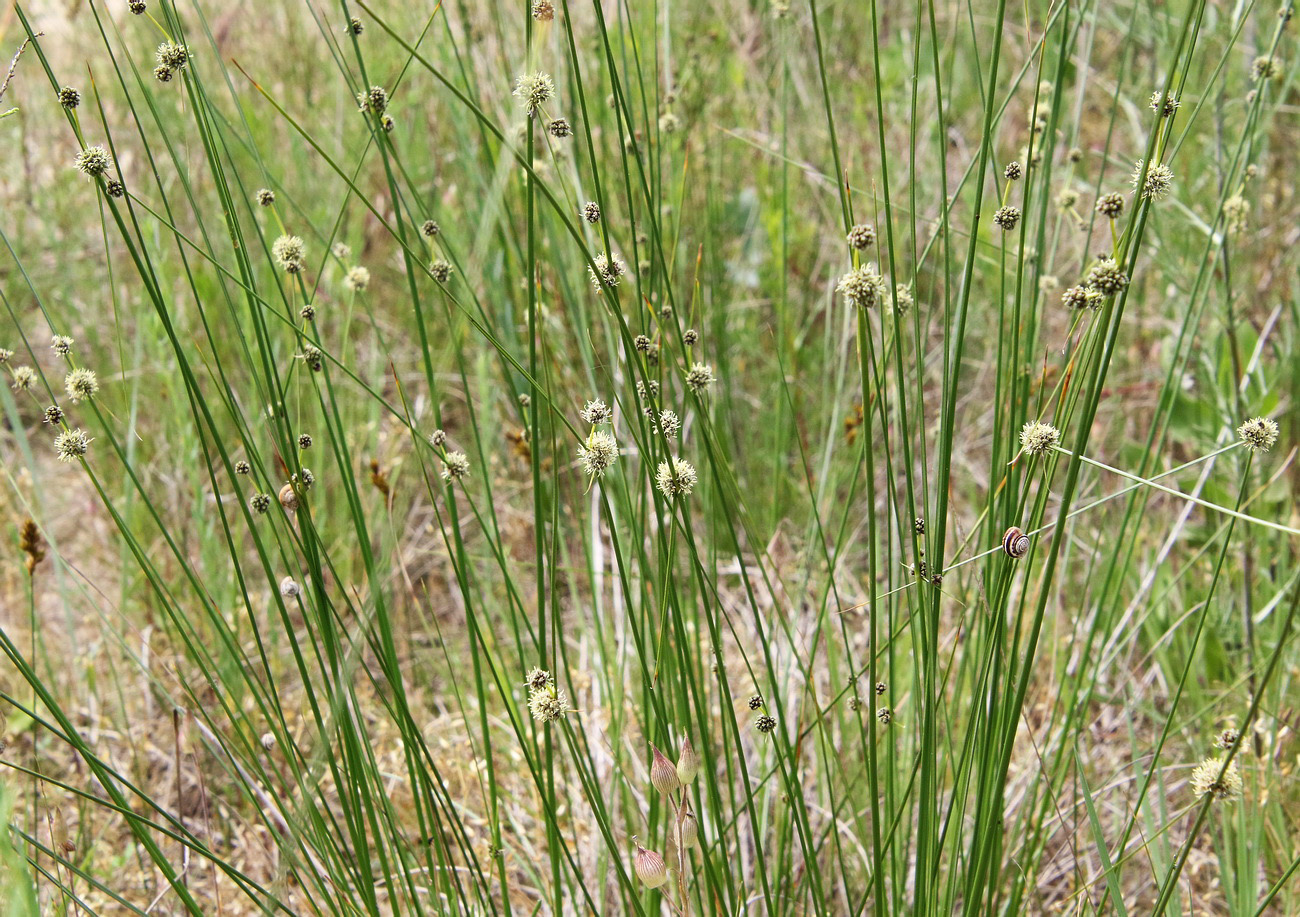 Image of Scirpoides holoschoenus specimen.