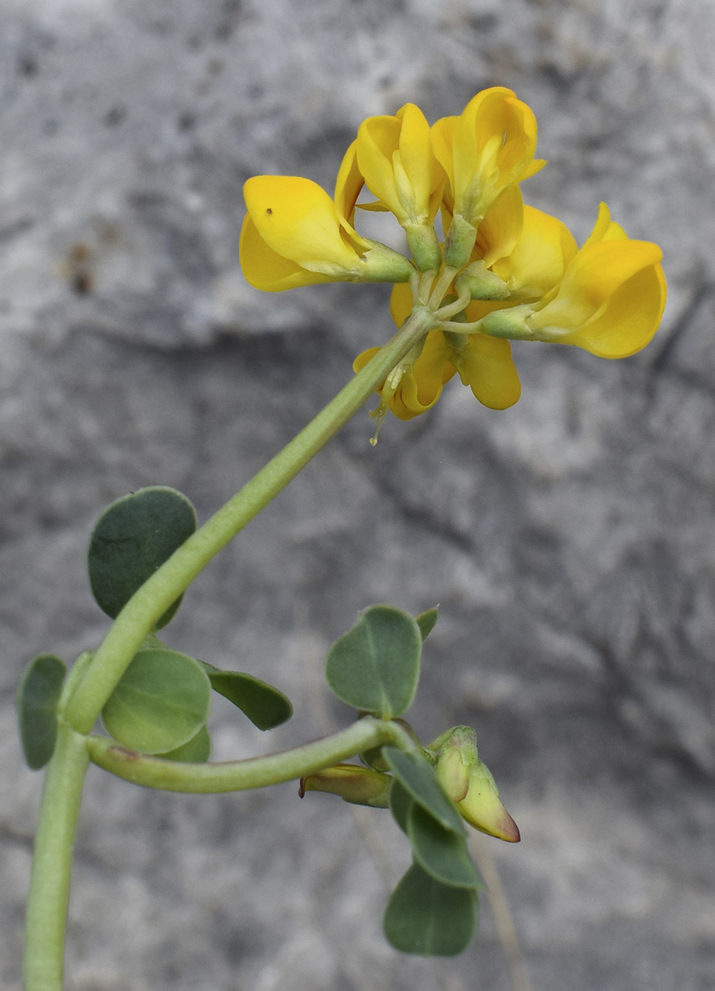 Image of Coronilla minima specimen.