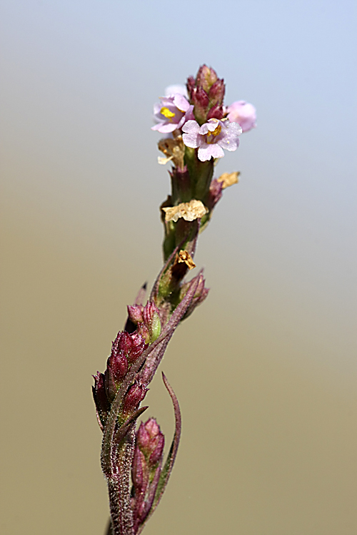 Image of Leptorhabdos parviflora specimen.