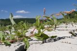 Persicaria lapathifolia. Веточка с соцветиями. Краснодарский край, Крымский р-н, окр. станицы Гладковская, обсохшее дно пруда. 03.06.2018.