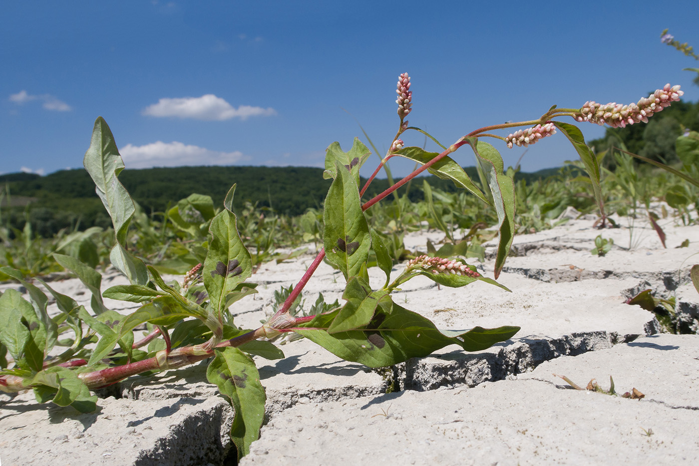 Image of Persicaria lapathifolia specimen.