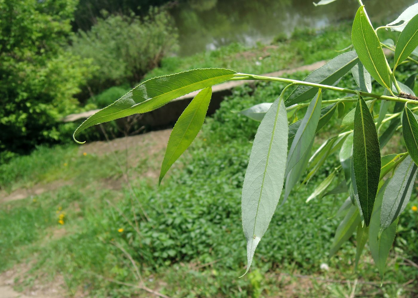 Image of Salix euxina specimen.