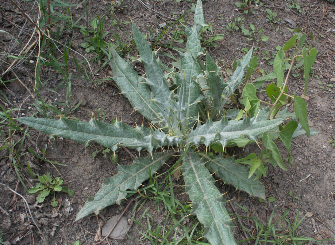 Image of Cirsium argillosum specimen.