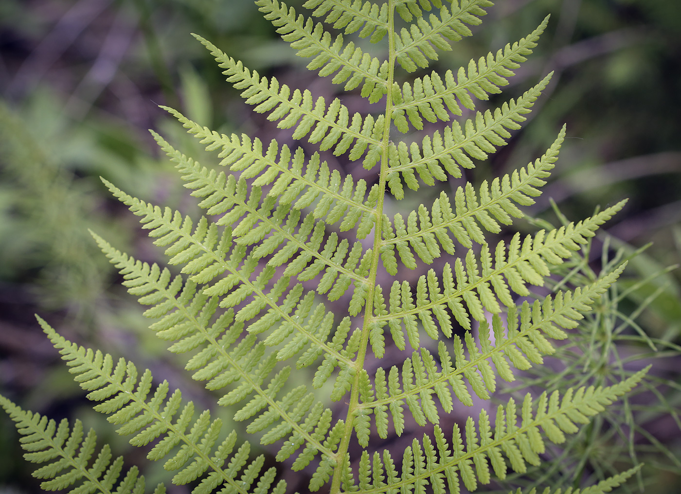 Image of Athyrium filix-femina specimen.