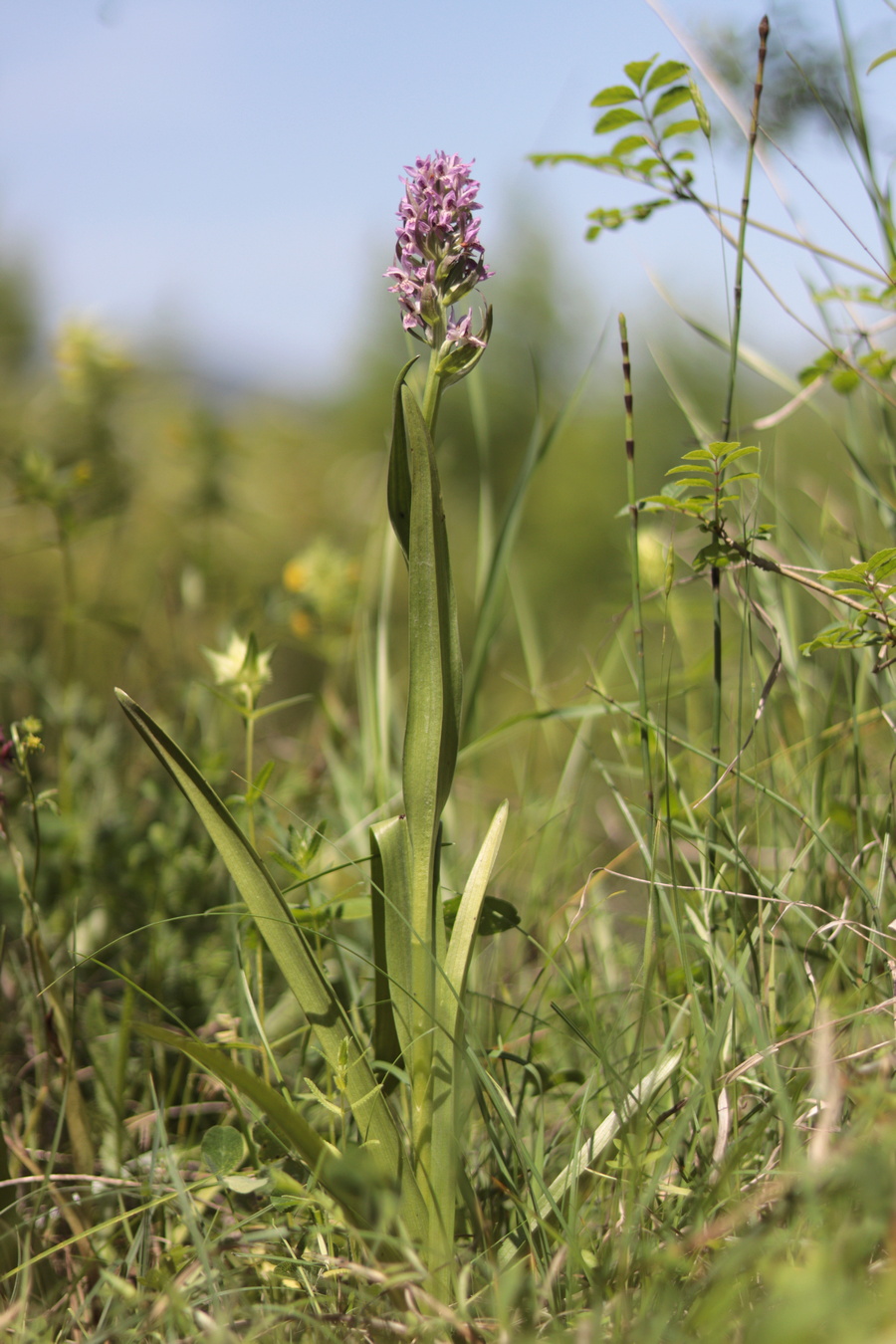 Изображение особи Dactylorhiza incarnata.