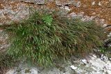 Asplenium septentrionale. Растение в трещине скалы. Южный Берег Крыма, г. Аю-Даг. 26 ноября 2008 г.