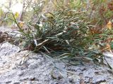 Asplenium septentrionale. Растение в трещине скалы. Южный Берег Крыма, г. Аю-Даг. 26 ноября 2008 г.