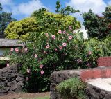 Hibiscus rosa-sinensis. Цветущее растение. Чили, обл. Valparaiso, провинция Isla de Pascua, г. Hanga Roa, сквер. 17.03.2023.