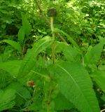 Cirsium heterophyllum