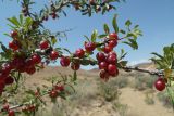 Cerasus tianshanica