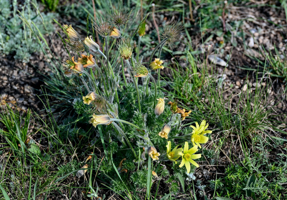 Image of Pulsatilla albana specimen.