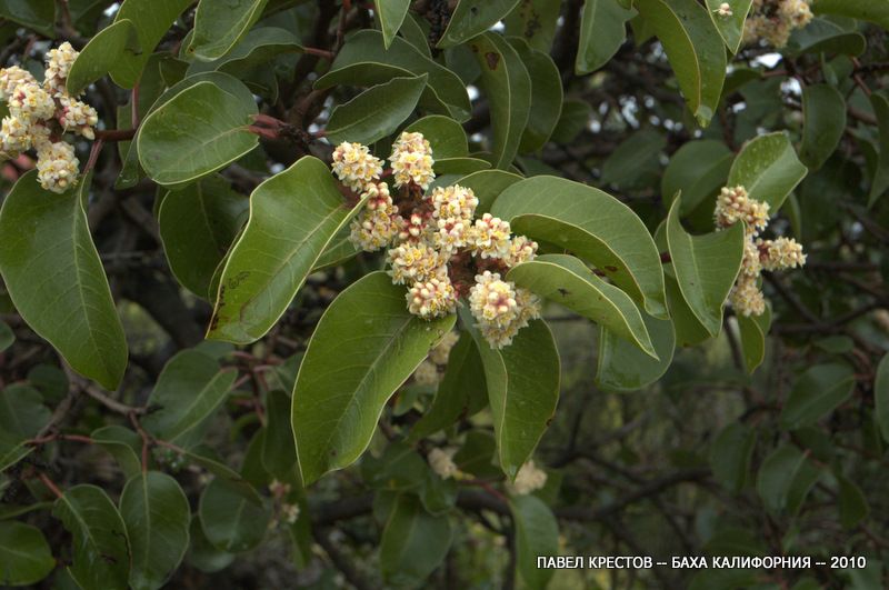 Изображение особи Rhus ovata.