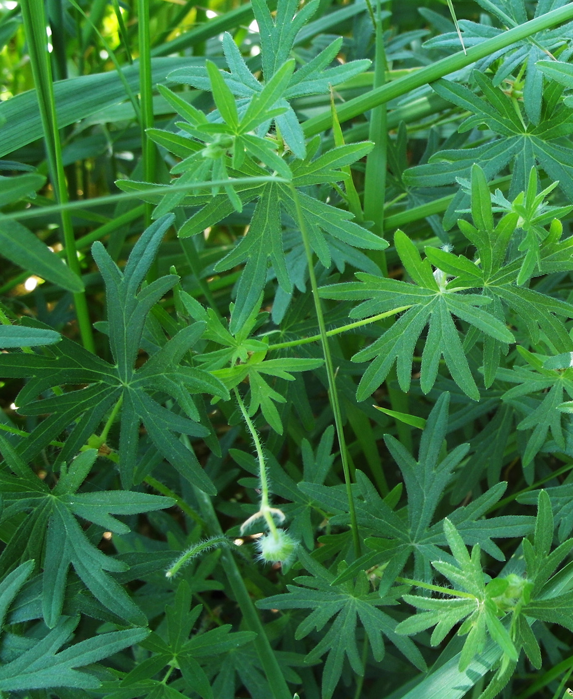 Image of Geranium collinum specimen.