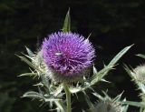 Смотреть изображение род Cirsium