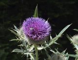 genus Cirsium