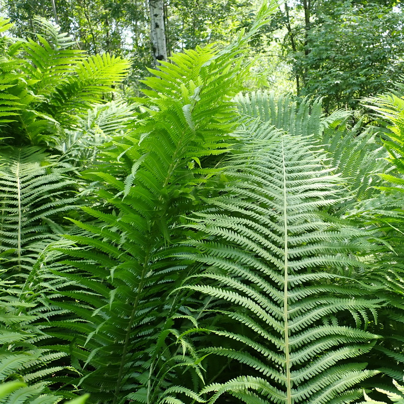 Изображение особи Matteuccia struthiopteris.