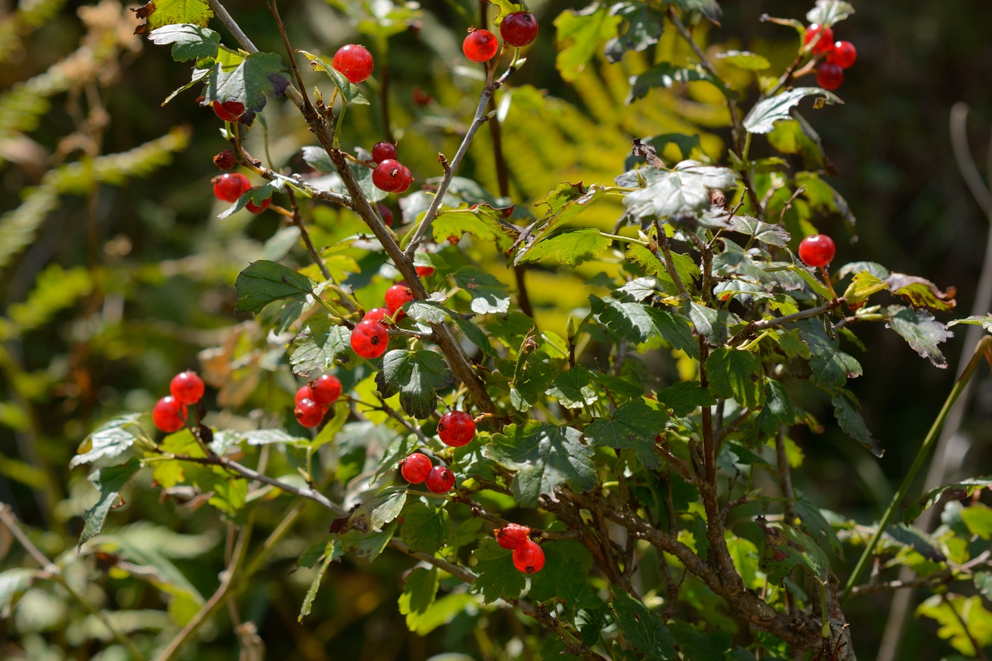 Image of Ribes alpinum specimen.