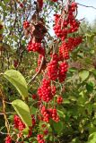Schisandra chinensis