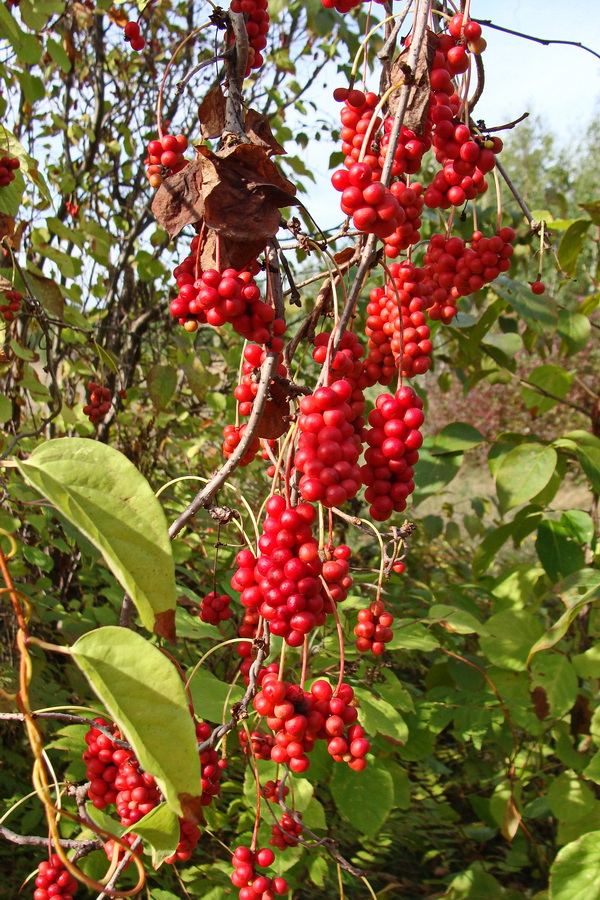 Изображение особи Schisandra chinensis.