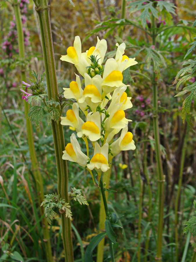 Изображение особи Linaria vulgaris.