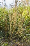 род Chenopodium. Плодоносящее растение. Нижегородская обл., Володарский р-н, окр. пос. Дубки; берег р. Ока, высокотравный луг. 15.09.2023.