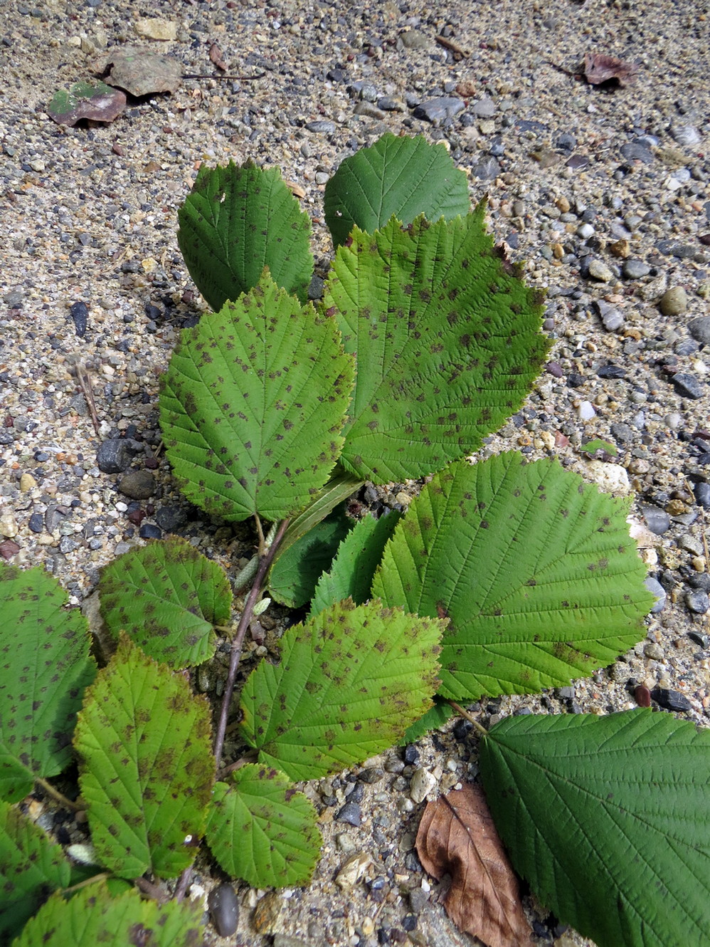 Image of Corylus mandshurica specimen.