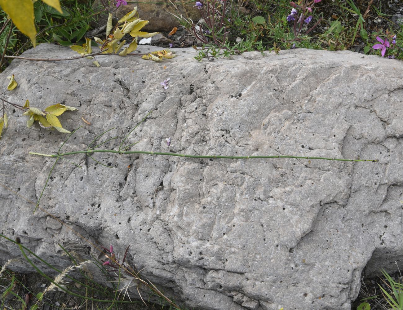 Image of Equisetum ramosissimum specimen.