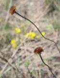 Aster alpinus. Высохшие побеги с соплодиями прошлого года. Пермский край, Кунгурский р-н, окр. дер. Дейково, окр. ур. Греховская гора, крутой склон. 29.04.2023.