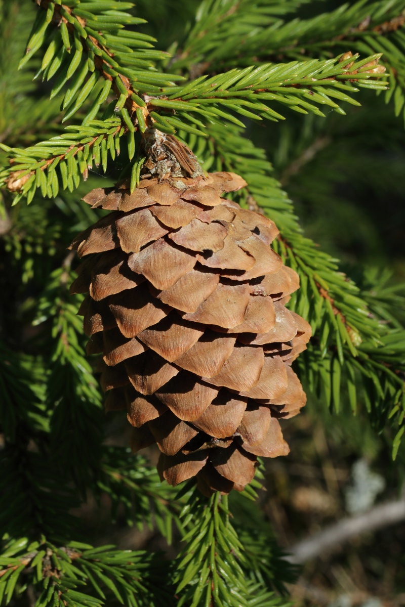 Изображение особи Picea &times; fennica.