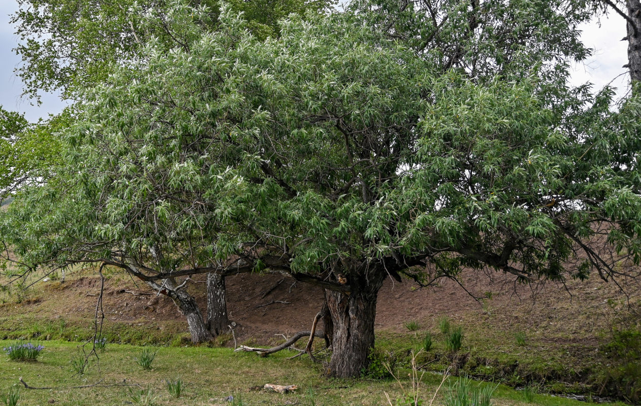 Image of genus Salix specimen.