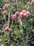 Antennaria dioica