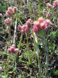 Antennaria dioica. Цветущие растения на песчаном холме. Смоленская обл., Смоленский р-н, окр. пос. Каспля. 20.05.2007.