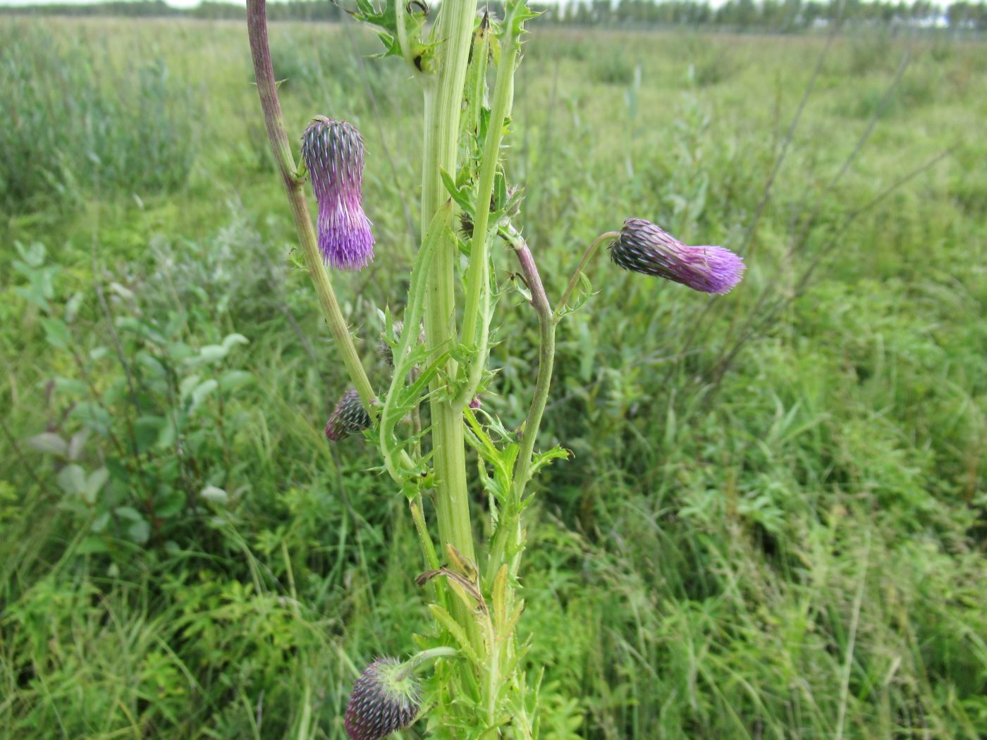 Изображение особи Cirsium pendulum.
