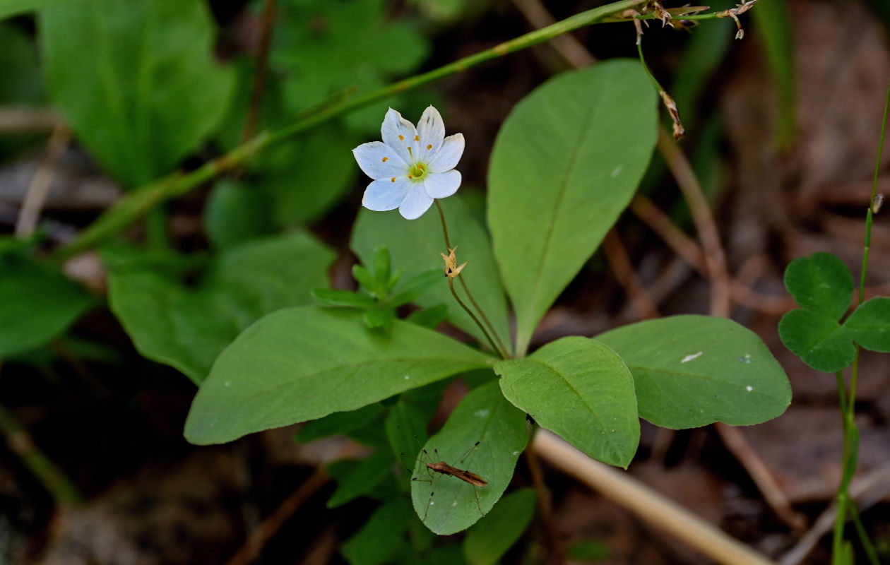 Изображение особи Trientalis europaea.