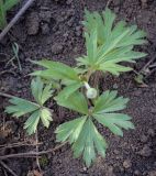 Anemone sylvestris