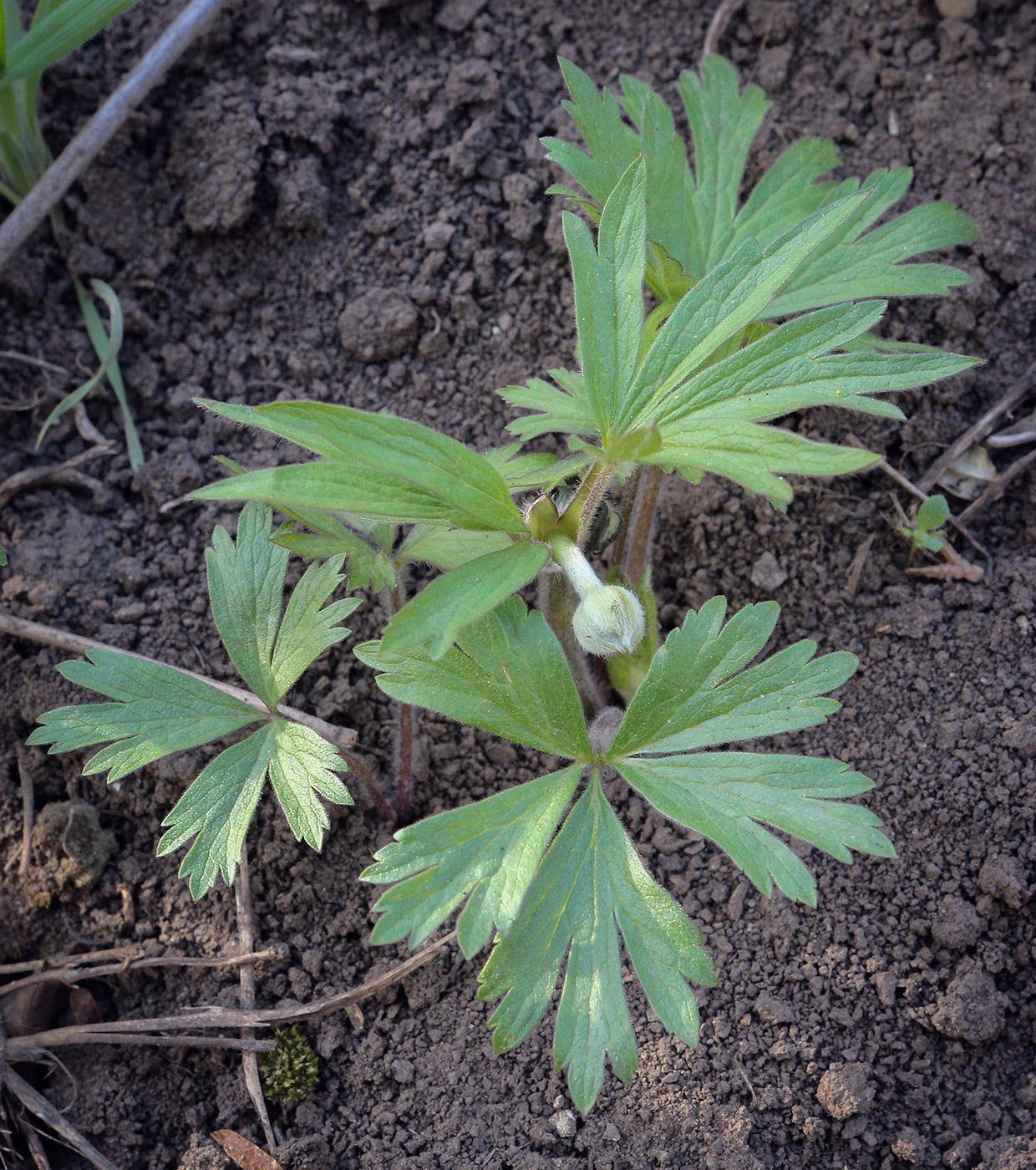 Image of Anemone sylvestris specimen.