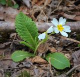 Primula vulgaris. Цветущее растение. Абхазия, Рицинский реликтовый национальный парк, северный берег оз. Рица, ≈ 900 м н.у.м., широколиственный лес. 13.04.2024.