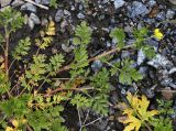 Potentilla подвид paradoxa