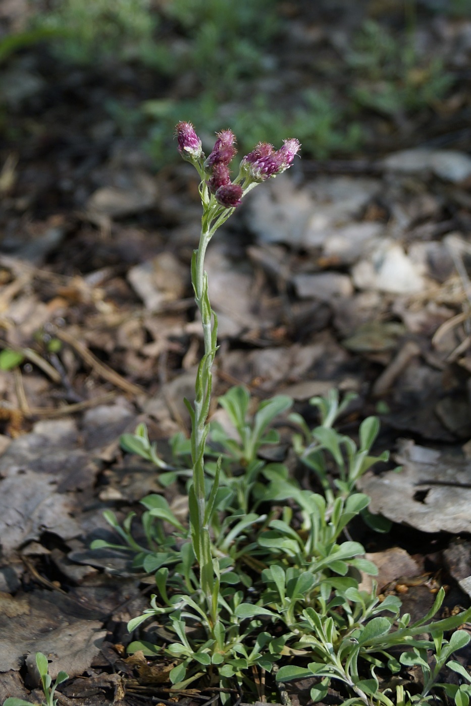 Image of Antennaria dioica specimen.