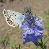 Veronica teucrium. Соцветие с кормящейся Голубянкой Аргусом Plebeius argus (Linnaeus, 1758). Ростовская обл., Усть-Донецкий р-н, окр. п. Огиб, пойменный луг на берегу р. Северский-Донец у обочины дороги. 05.06.2010.