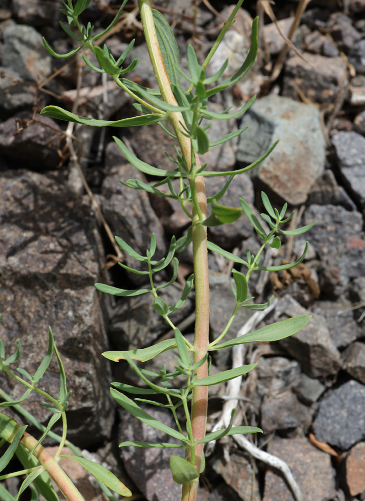 Изображение особи Hypericum scabrum.