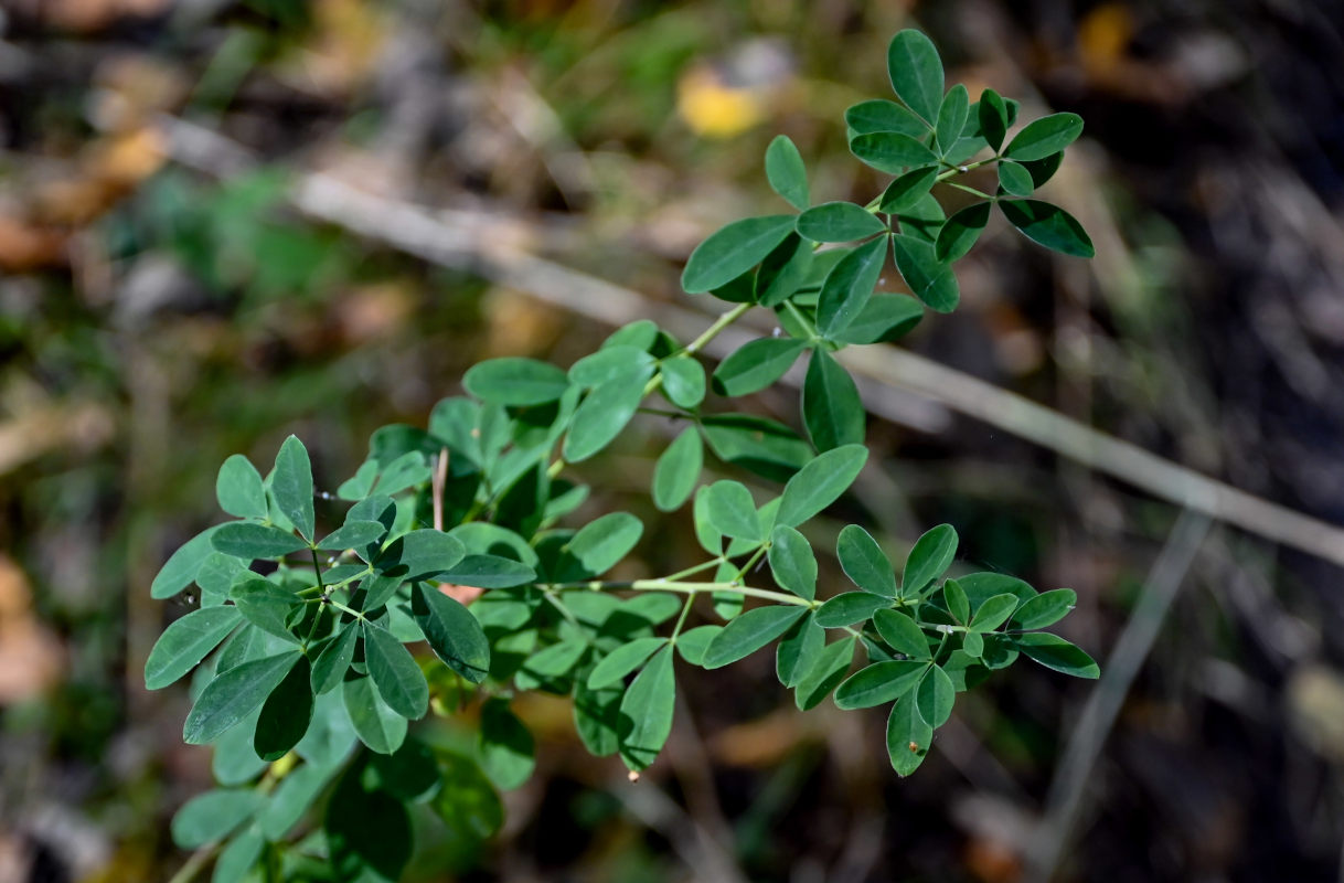 Изображение особи Chamaecytisus ruthenicus.