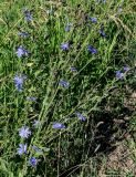 Cichorium intybus