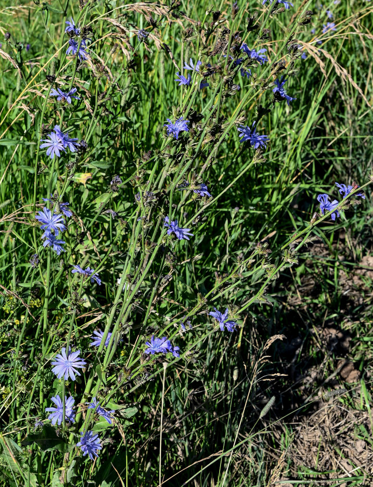 Image of Cichorium intybus specimen.
