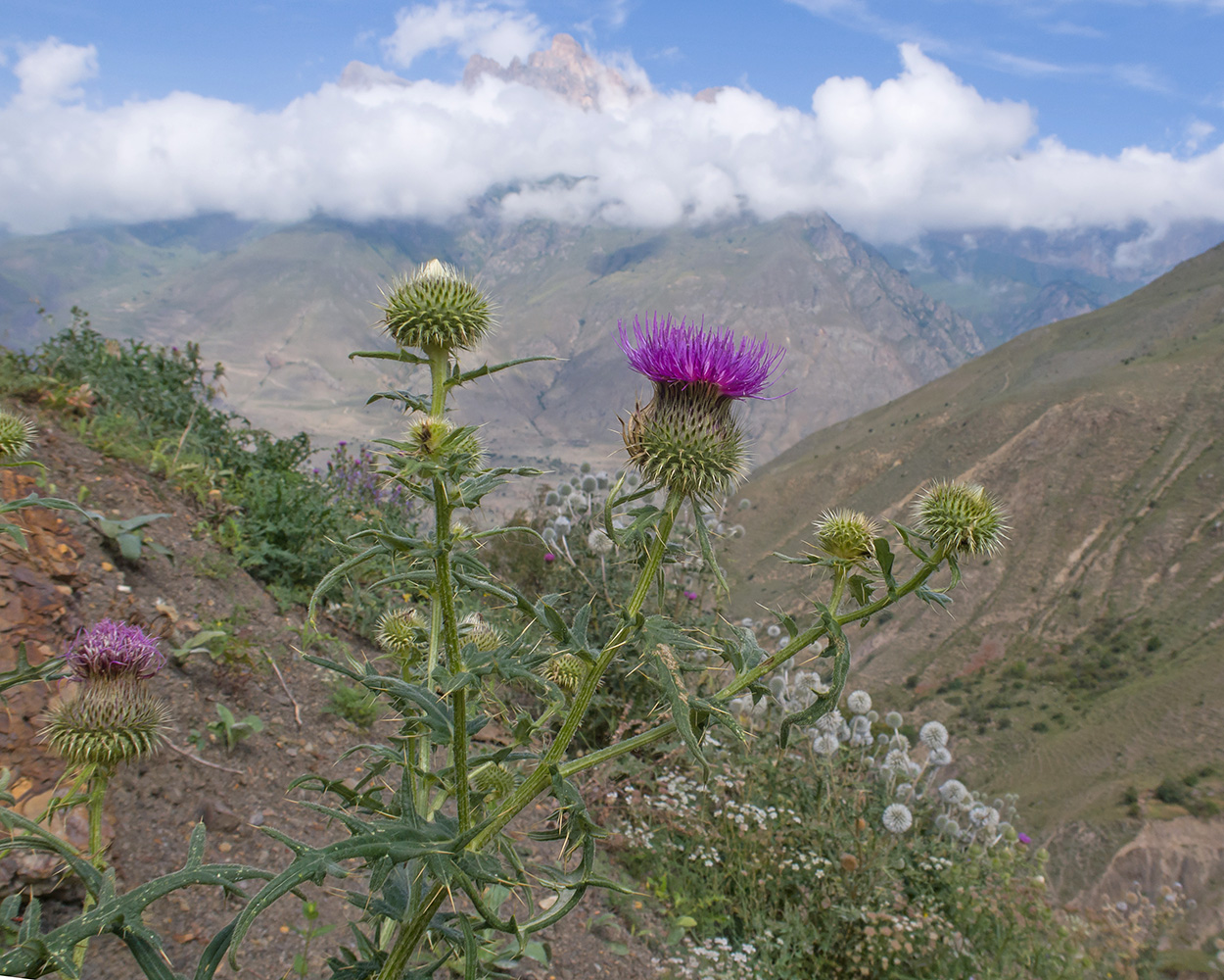 Image of Cirsium ciliatum specimen.